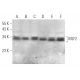 MLF2 Antibody (A-9) - Western Blotting - Image 374927 