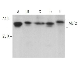 MLF2 Antibody (B-6) - Western Blotting - Image 372435 