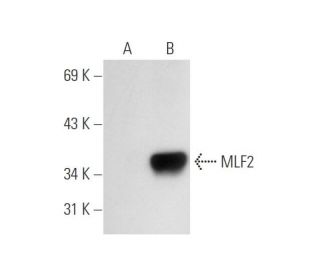 MLF2 Antibody (C-7) - Western Blotting - Image 68295