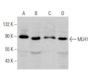 MLH1 Antibody (A-8) - Western Blotting - Image 356260 