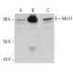 MLH1 Antibody (Clone 14) - Western Blotting - Image 20138