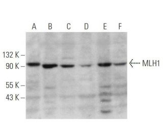 western blotting image from recommended MLH1 (B-12) monoclonal antibody replacement. Image 350804