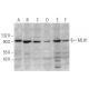 western blotting image from recommended MLH1 (B-12) monoclonal antibody replacement. Image 350804