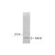 MLH3 Antibody (H-2) - Western Blotting - Image 384395