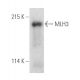 MLH3 Antibody (H-2) - Western Blotting - Image 389859 