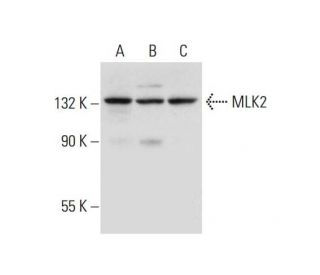 MLK2 Antibody (H-4) - Western Blotting - Image 299185 