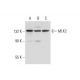 MLK2 Antibody (H-4) - Western Blotting - Image 299185 