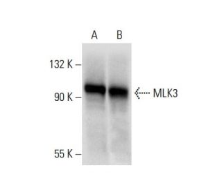 western blotting image from recommended MLK3 (D-11) monoclonal antibody replacement. Image 72090