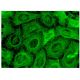 MLK4 Antibody (E-11) - Immunofluorescence - Image 323472 