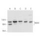 MLK4 Antibody (E-11) - Western Blotting - Image 373578