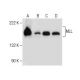 MLL Antibody (D-3) - Western Blotting - Image 282602 