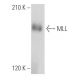 MLL Antibody (D-3) - Western Blotting - Image 356693
