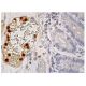 MLL Antibody (H-10) - Immunohistochemistry - Image 159554