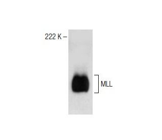 MLL Antibody (H-10) - Western Blotting - Image 150236 
