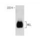 MLL Antibody (H-10) - Western Blotting - Image 150236 