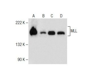 MLL Antibody (D-3) - Western Blotting - Image 282602The Double Nickase Plasmid features a U6 promoter for sgRNA expression, a 20 nt targeting sequence, and a gRNA scaffold to guide Cas9n. It includes a CBh promoter for Cas9n (D10A) and puromycin resistance, GFP for transfection verification, and nuclear localization signals (NLS). The 2A peptide allows co-expression of Cas9n and Puro from a single promoter, enabling precise genome editing with reduced off-target effects.