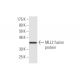 MLL2 Antibody (2E1) - Western Blotting - Image 348891