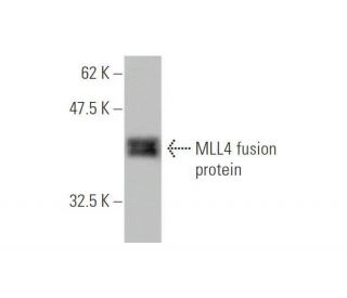 MLL4 Antibody (1F6) - Western Blotting - Image 349009