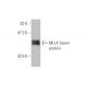 MLL4 Antibody (1F6) - Western Blotting - Image 349009