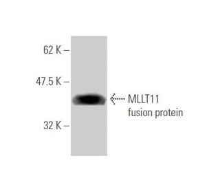MLLT11 Antibody (2A9-1B7) - Western Blotting - Image 349514