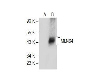MLN64 Antibody (B-2) - Western Blotting - Image 285390 