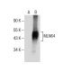 MLN64 Antibody (G-3) - Western Blotting - Image 285388 