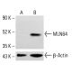 MLN64 Antibody (H-1) - Western Blotting - Image 413733 