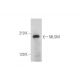 MLSN1 Antibody (F-3) - Western Blotting - Image 344585