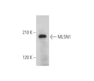 MLSN1 Antibody (F-3) - Western Blotting - Image 344585Each CRISPR/Cas9 Knockout (KO) Plasmid product consists of a pool of 3 plasmids designed to ensure identification and cleavage of a specific gene for maximum knockout efficiency. Each plasmid encodes a unique 20 nt sequence derived from the GeCKO (v2) library.