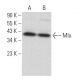 Mlx Antibody (F-12) - Western Blotting - Image 364550 