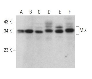 western blotting image from recommended Mlx (F-12) monoclonal antibody replacement. Image 382771
