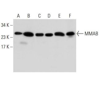 MMAB Antibody (G-3) - Western Blotting - Image 304657 