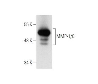 western blotting image from recommended MMP-1/8 (A-7) monoclonal antibody replacement. Image 300101