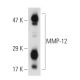 MMP-12 Antibody (A-2) - Western Blotting - Image 45428