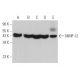 western blotting image from recommended MMP-12 (G-2) monoclonal antibody replacement. Image 362899