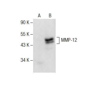 MMP-12 Antibody (H-9) - Western Blotting - Image 287594