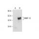 MMP-12 Antibody (H-9) - Western Blotting - Image 287594