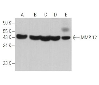 western blotting image from recommended MMP-12 (G-2) monoclonal antibody replacement. Image 362899