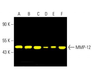 MMP-12 Antibody (G-2) - Western Blotting - Image 403329 
