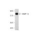 western blotting image from recommended MMP-13 (C-3) monoclonal antibody replacement. Image 344700