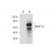 MMP-21 Antibody (C-7) - Western Blotting - Image 309549