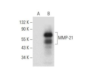 MMP-21 Antibody (C-7) - Western Blotting - Image 309549Each CRISPR/Cas9 Knockout (KO) Plasmid product consists of a pool of 3 plasmids designed to ensure identification and cleavage of a specific gene for maximum knockout efficiency. Each plasmid encodes a unique 20 nt sequence derived from the GeCKO (v2) library.