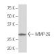 MMP-26 Antibody (TG-9) - Western Blotting - Image 33931