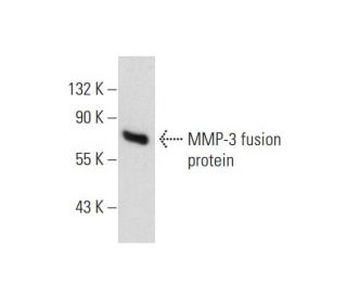 MMP-3 Antibody (F-1) - Western Blotting - Image 130870