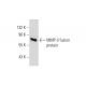 MMP-3 Antibody (F-1) - Western Blotting - Image 130870