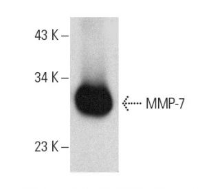 western blotting image from recommended MMP-7 (A-5) monoclonal antibody replacement. Image 389128