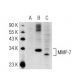 MMP-7 Antibody (MM0022-4C21) - Western Blotting - Image 74531