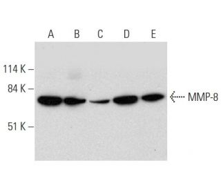 western blotting image from recommended MMP-8 (B-1) monoclonal antibody replacement. Image 333351