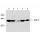western blotting image from recommended MMP-8 (B-1) monoclonal antibody replacement. Image 333351