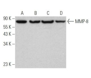 MMP-8 Antibody (B-1) - Western Blotting - Image 362093 